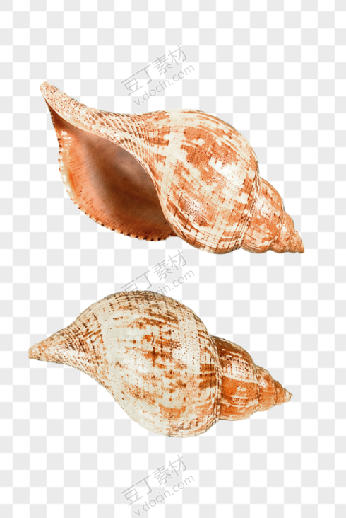 贝壳PNG图(49)