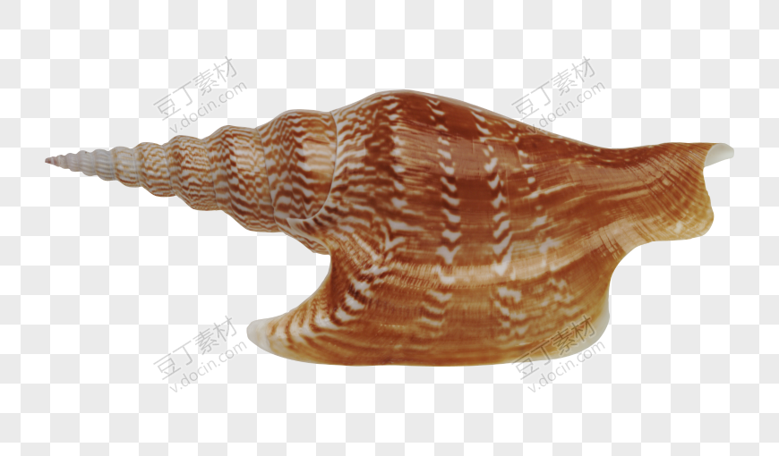 贝壳PNG图(63)