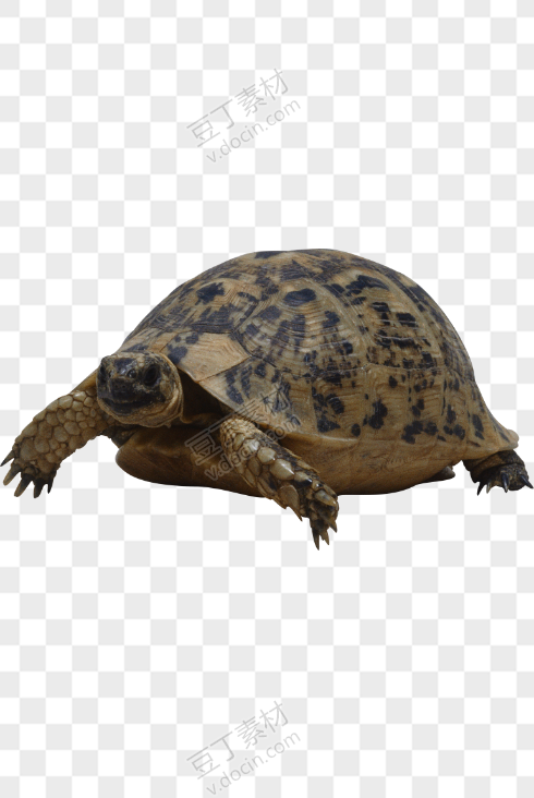龟 PNG图片(1)