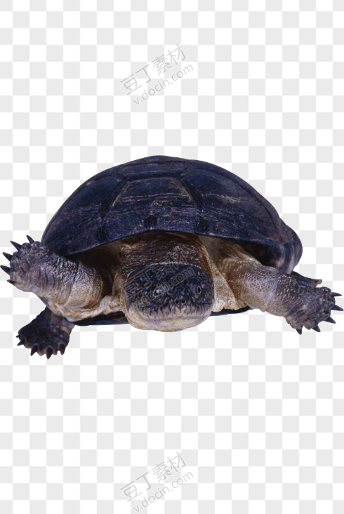 龟 PNG图片(11)