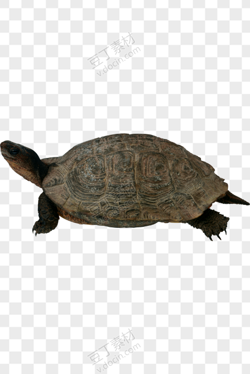 龟 PNG图片(15)