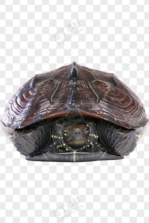 龟 PNG图片(21)