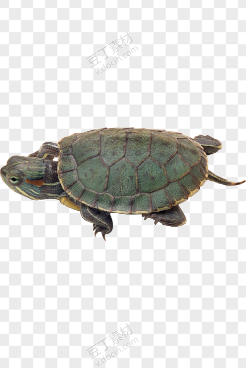 龟 PNG图片(40)