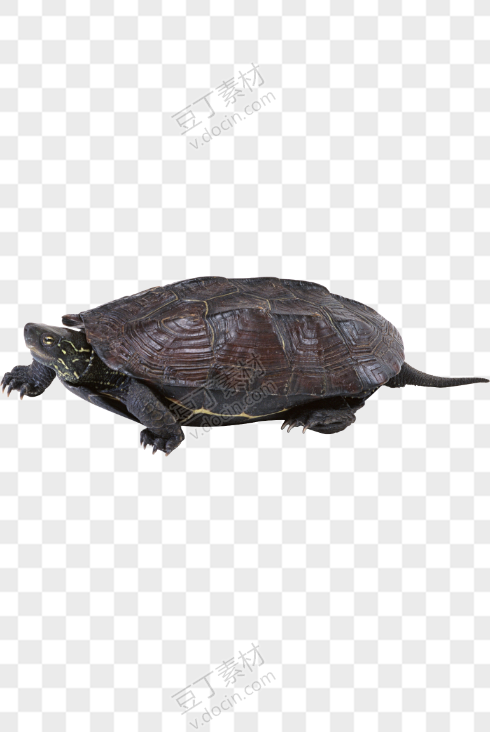 龟 PNG图片(42)