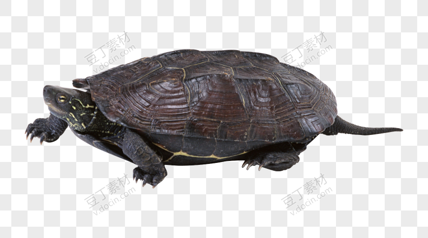 龟 PNG图片(42)