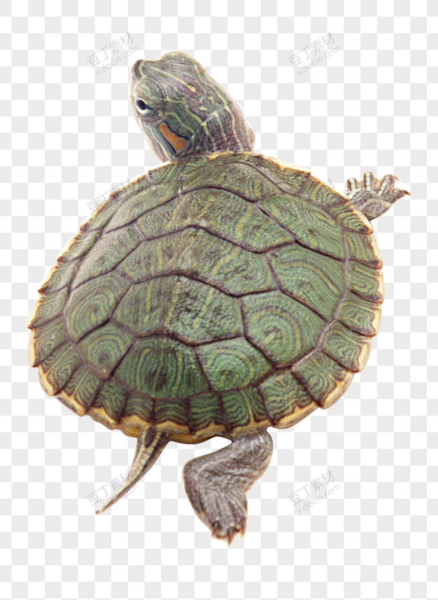龟 PNG图片(43)