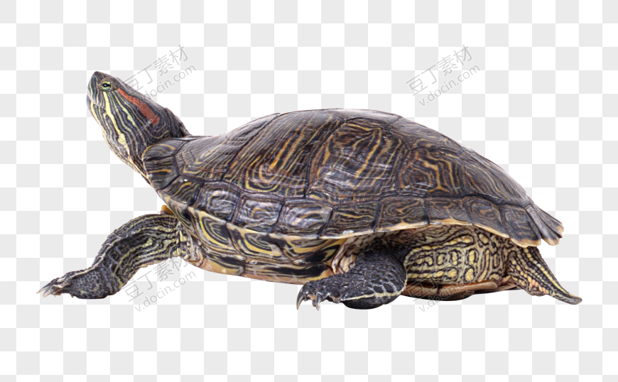 龟 PNG图片(44)