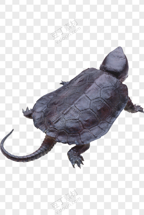 龟 PNG图片(45)