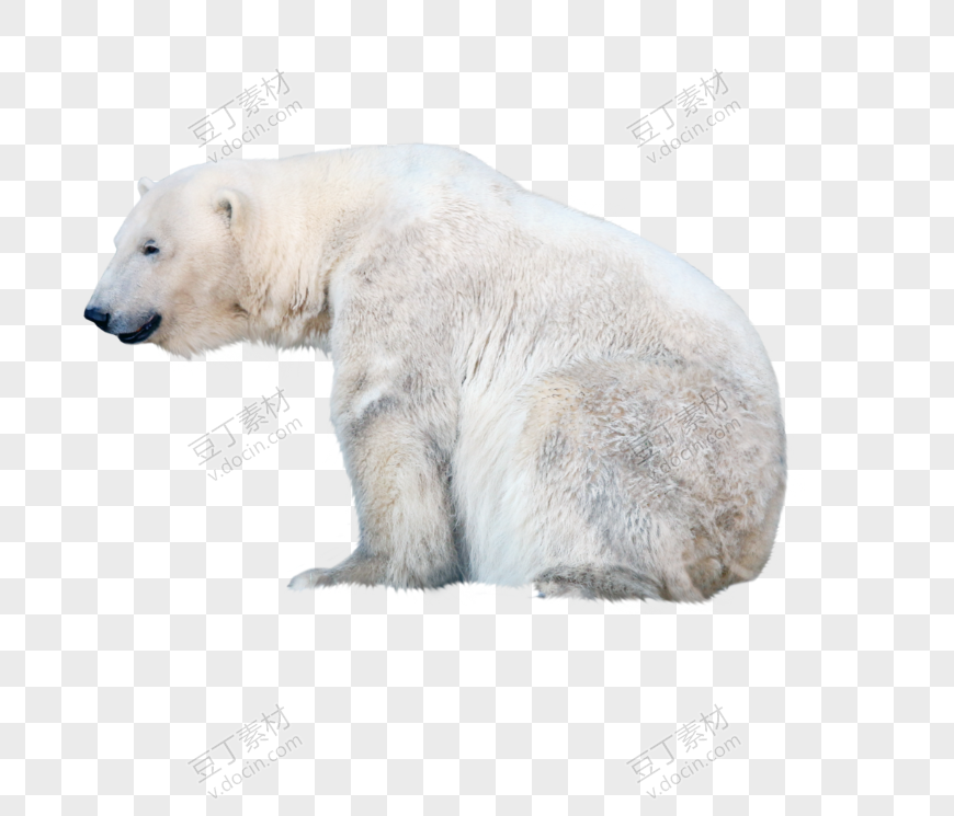 北极熊 PNG (25)