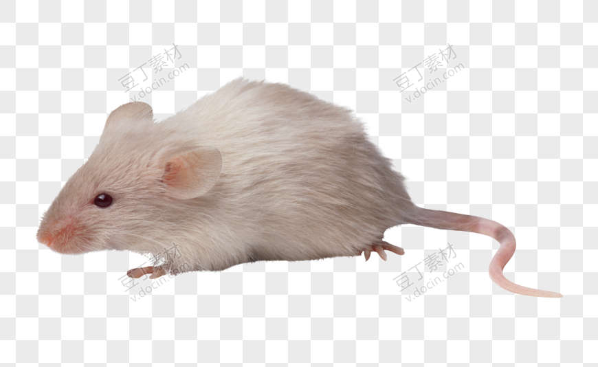 老鼠，老鼠 PNG图像 (18)