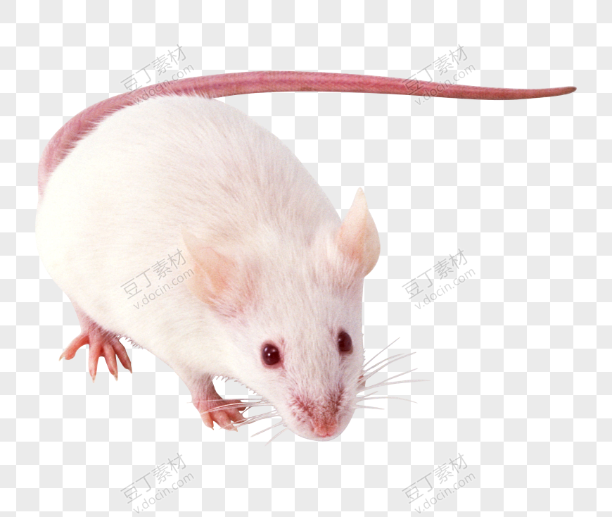 老鼠，老鼠 PNG图像 (19)