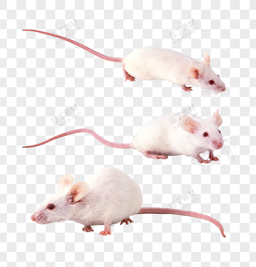 老鼠，老鼠 PNG图像 (20)