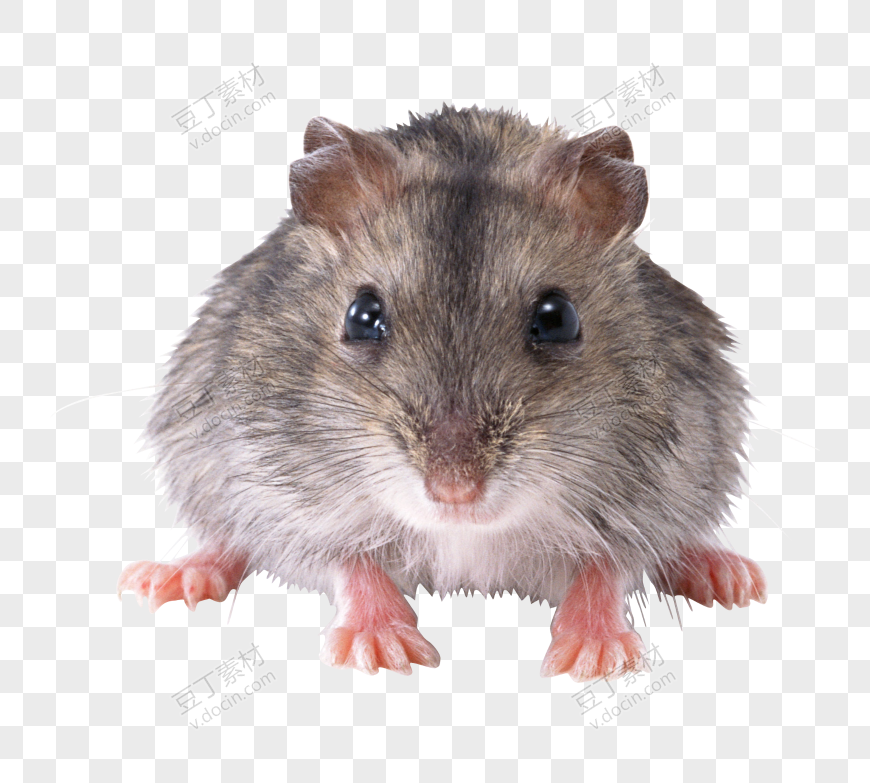 老鼠，老鼠 PNG图像 (22)