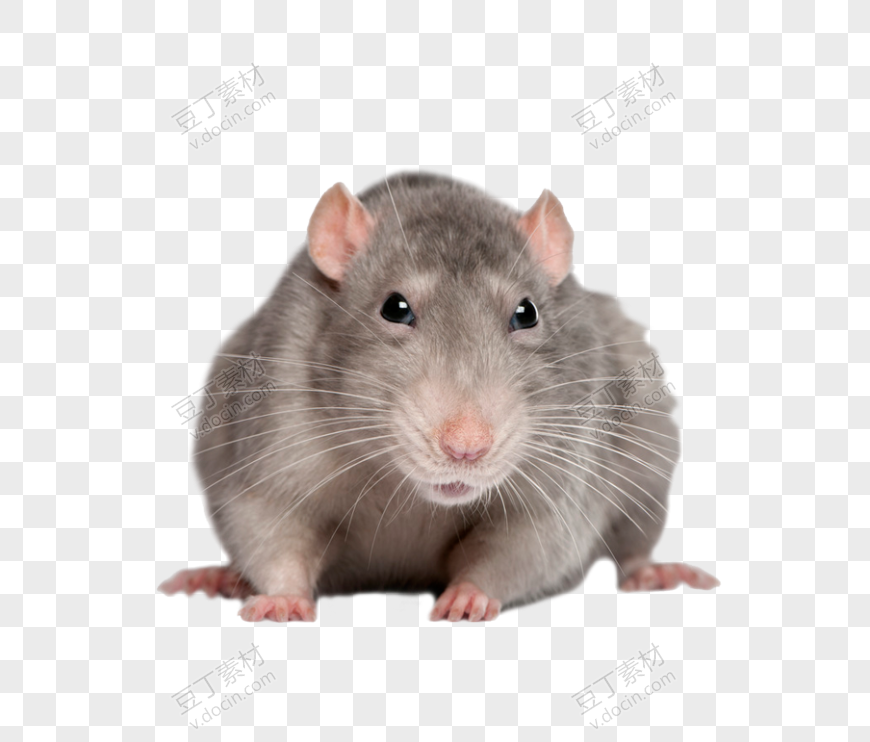 老鼠，老鼠 PNG图像 (24)