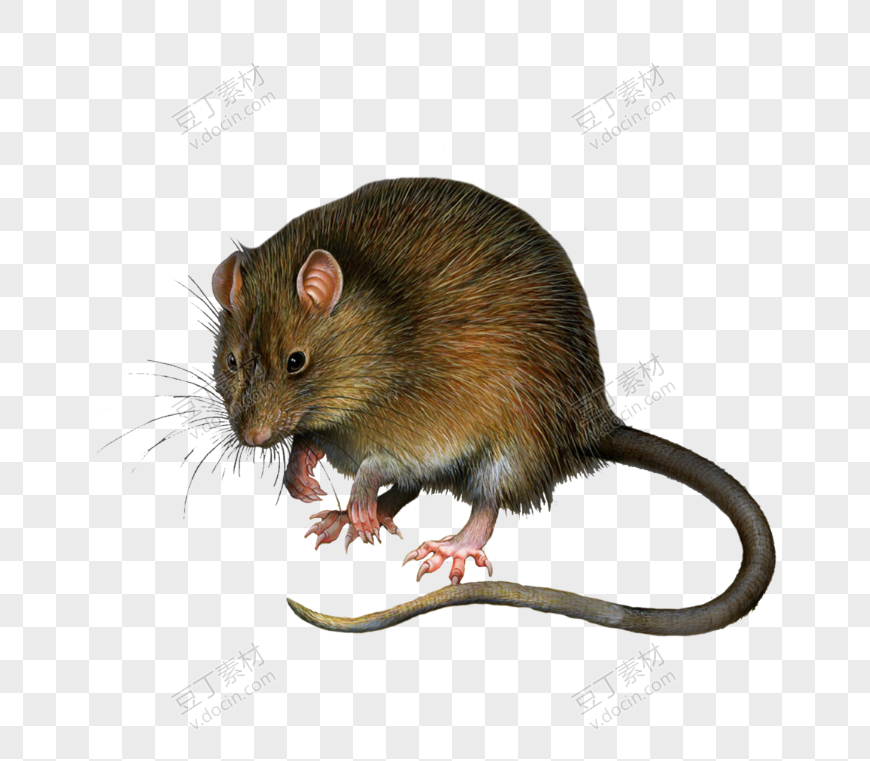 老鼠，老鼠 PNG图像 (25)