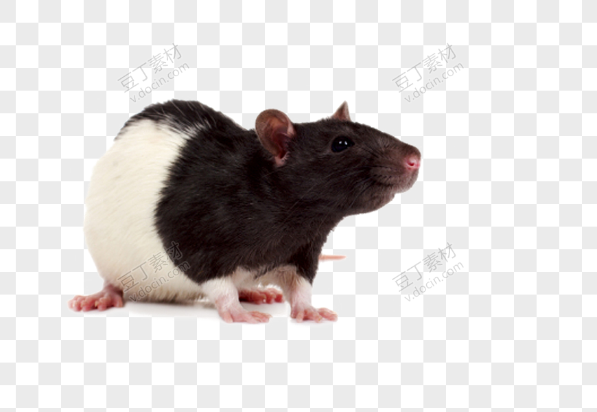 老鼠，老鼠 PNG图像 (28)