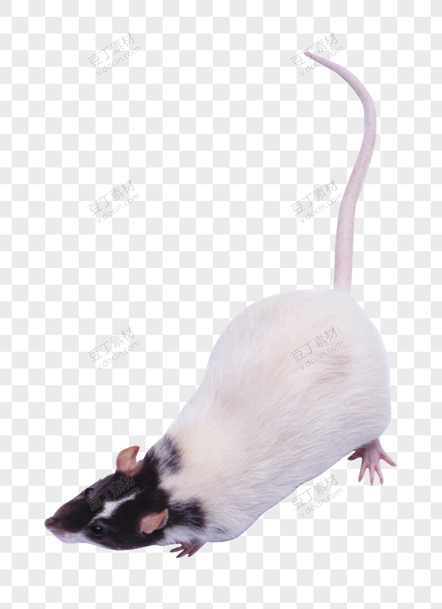 老鼠，老鼠 PNG图像