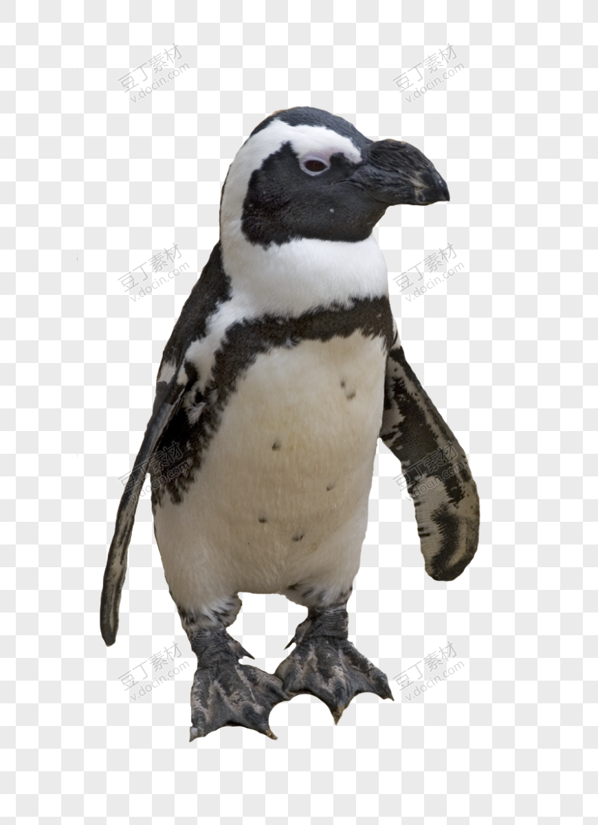 企鹅 PNG 图像 (5)