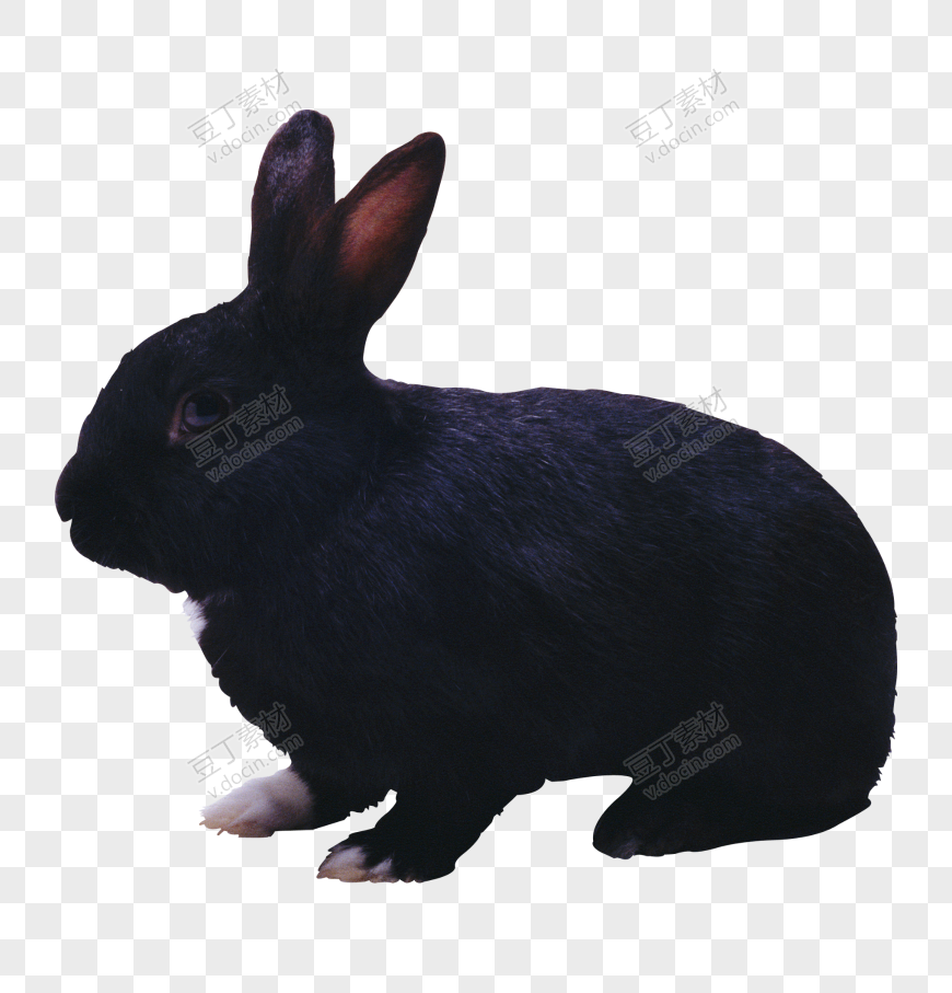 黑兔PNG图片