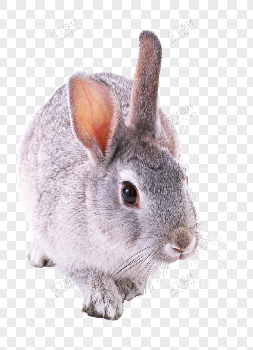 兔子 PNG (1)