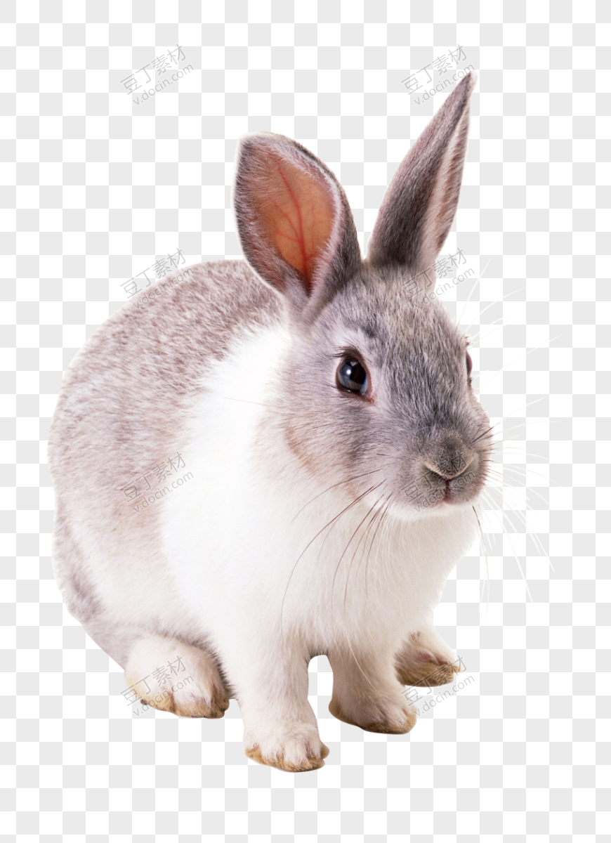 兔子 PNG (4)