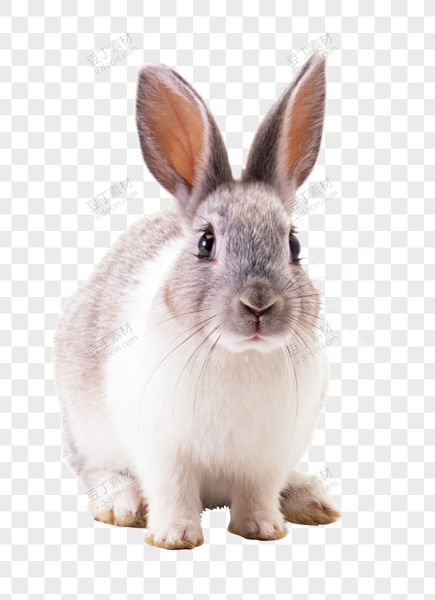 兔子 PNG (5)