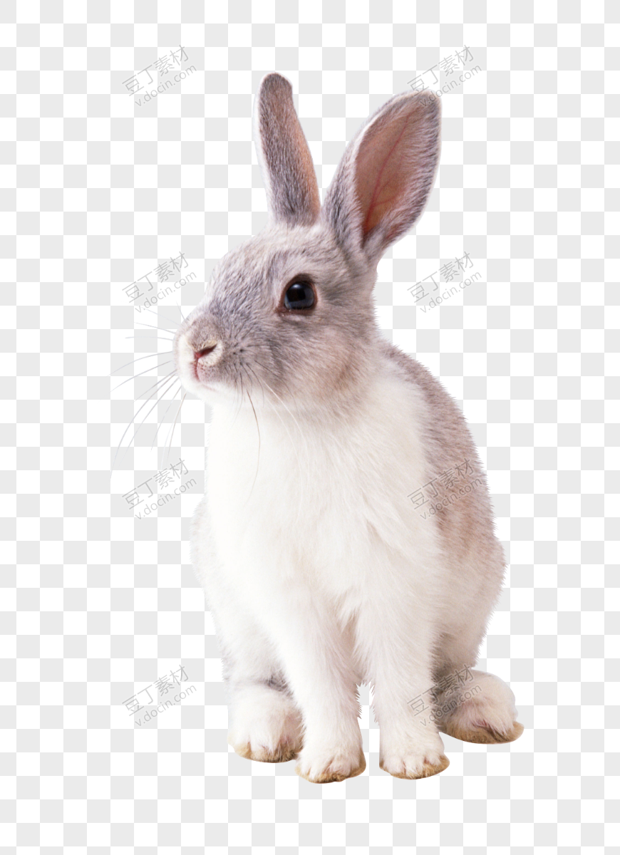 兔子 PNG (6)