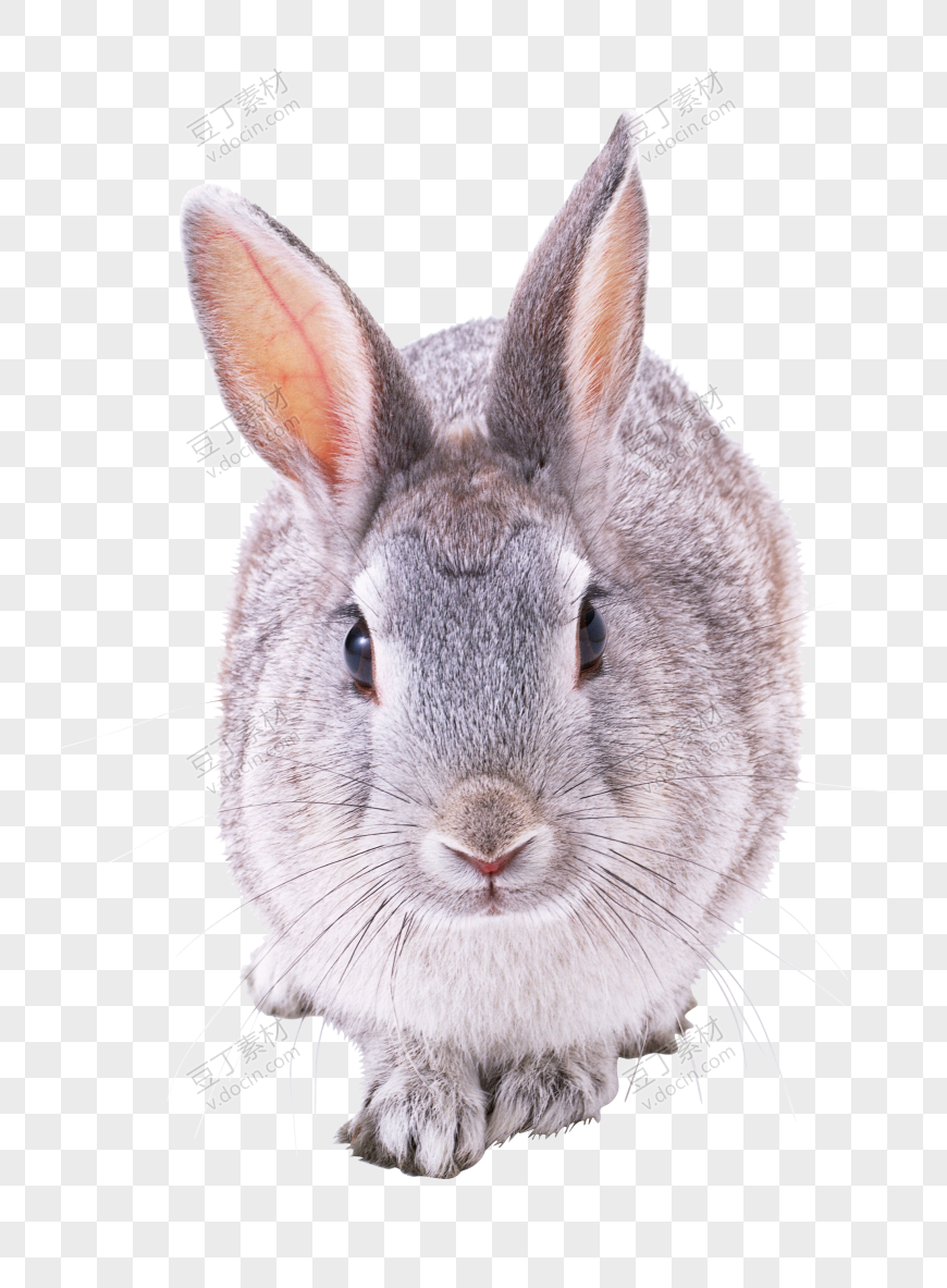 兔子 PNG (8)