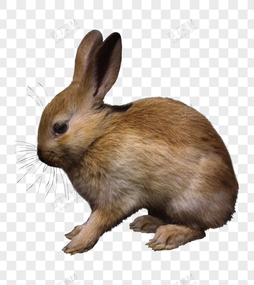 兔子 PNG (11)