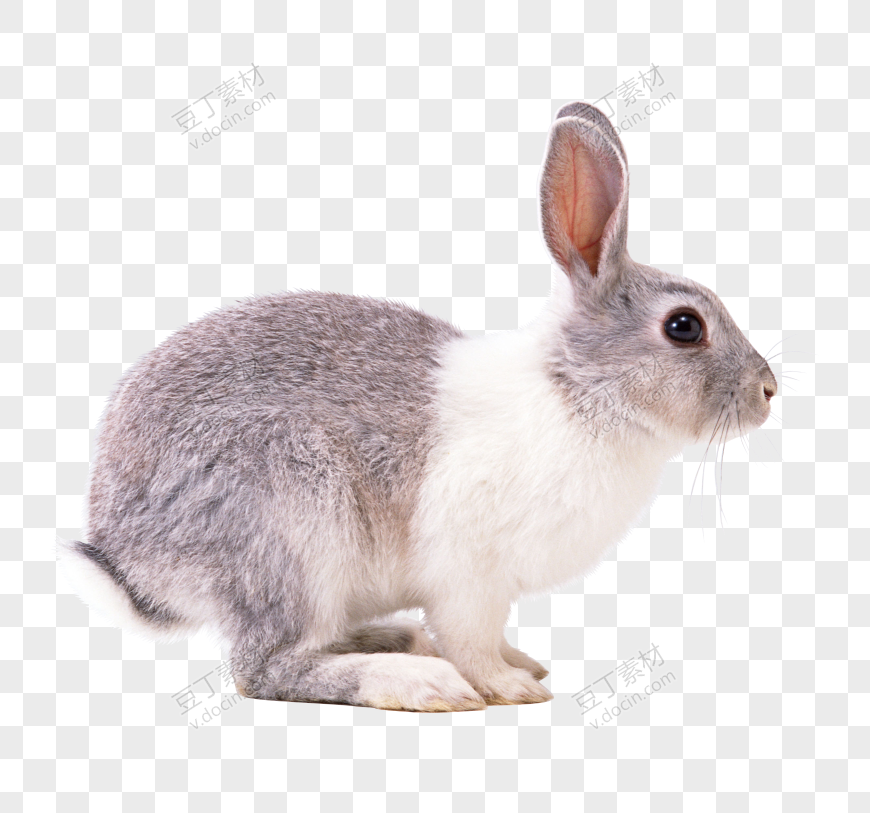 兔子 PNG 图像 (14)