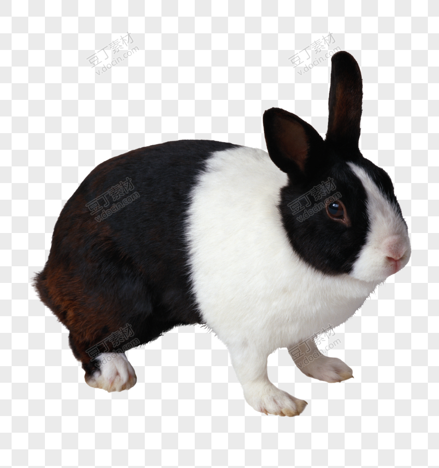 兔子 PNG 图像 (17)