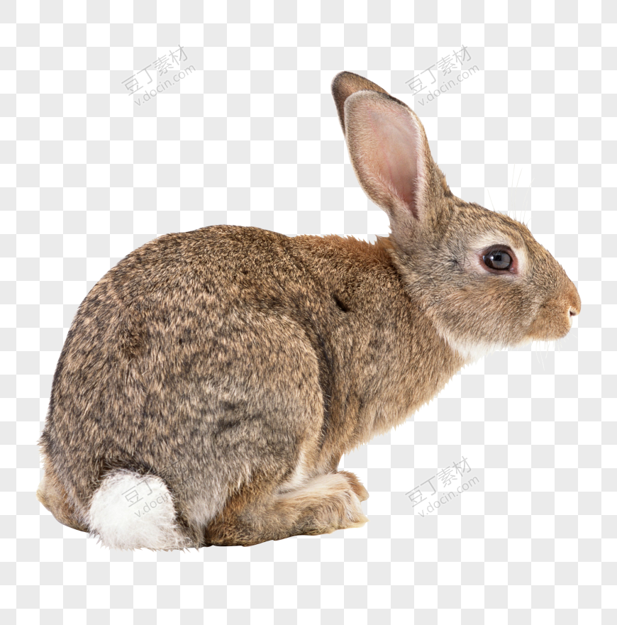 兔子 PNG 图像 (18)