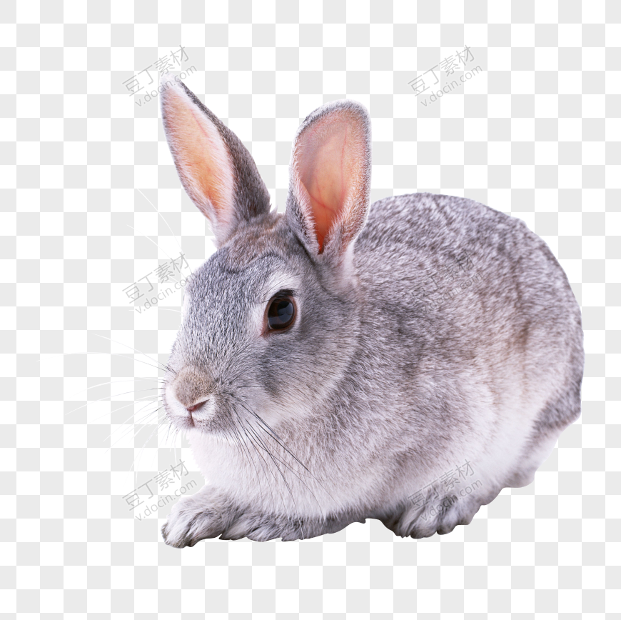 兔子 PNG