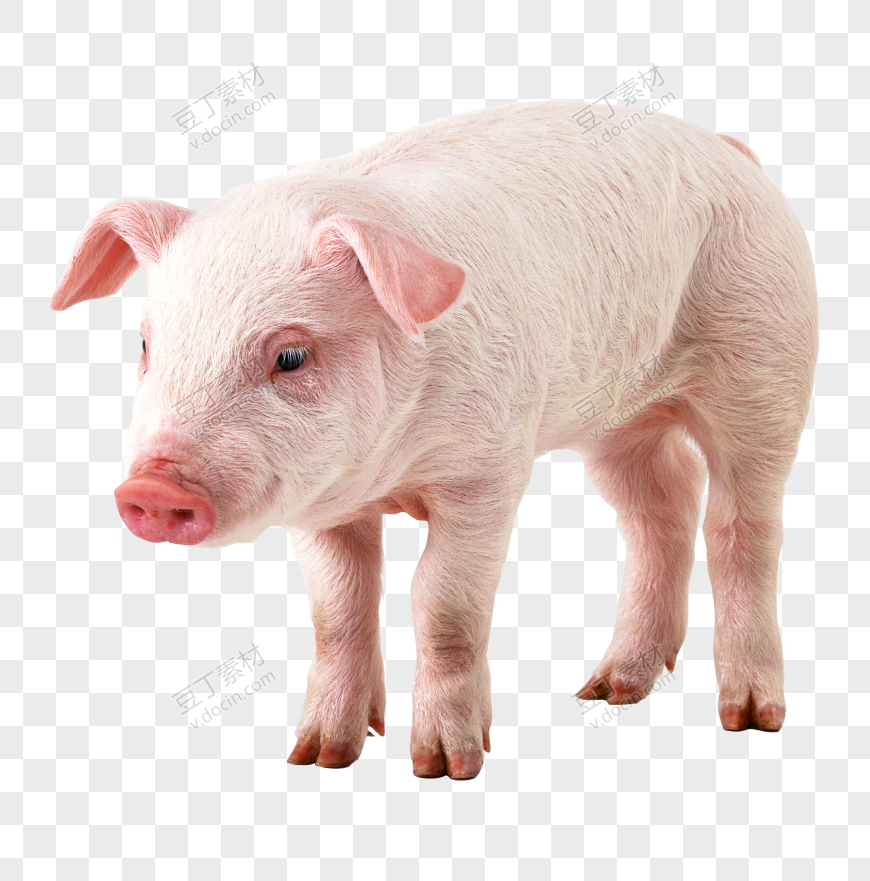 猪 PNG (6)