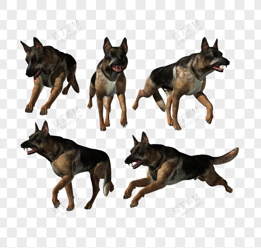 德国牧羊犬_PNG图片 (4)