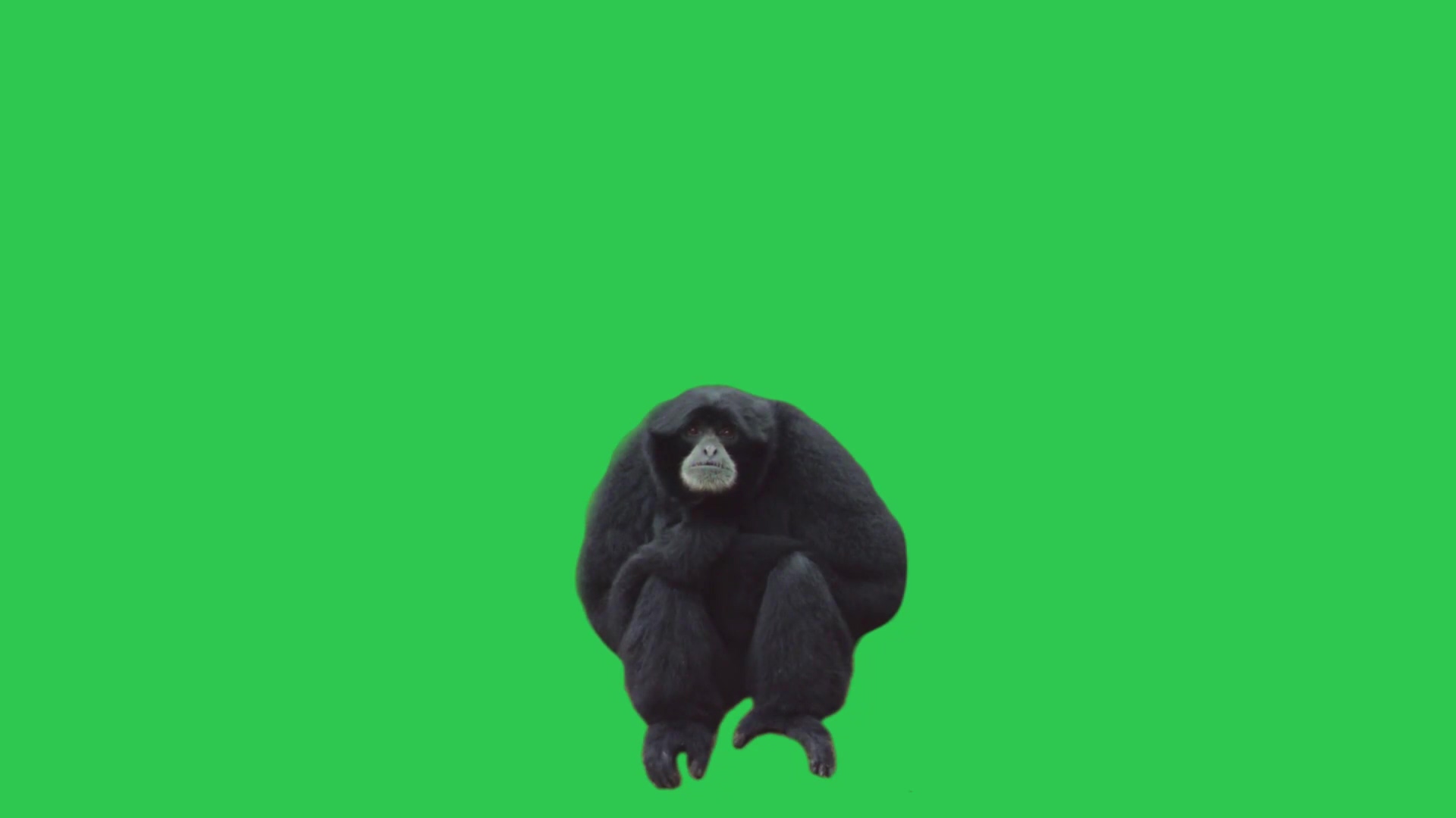 绿幕视频素材狒狒