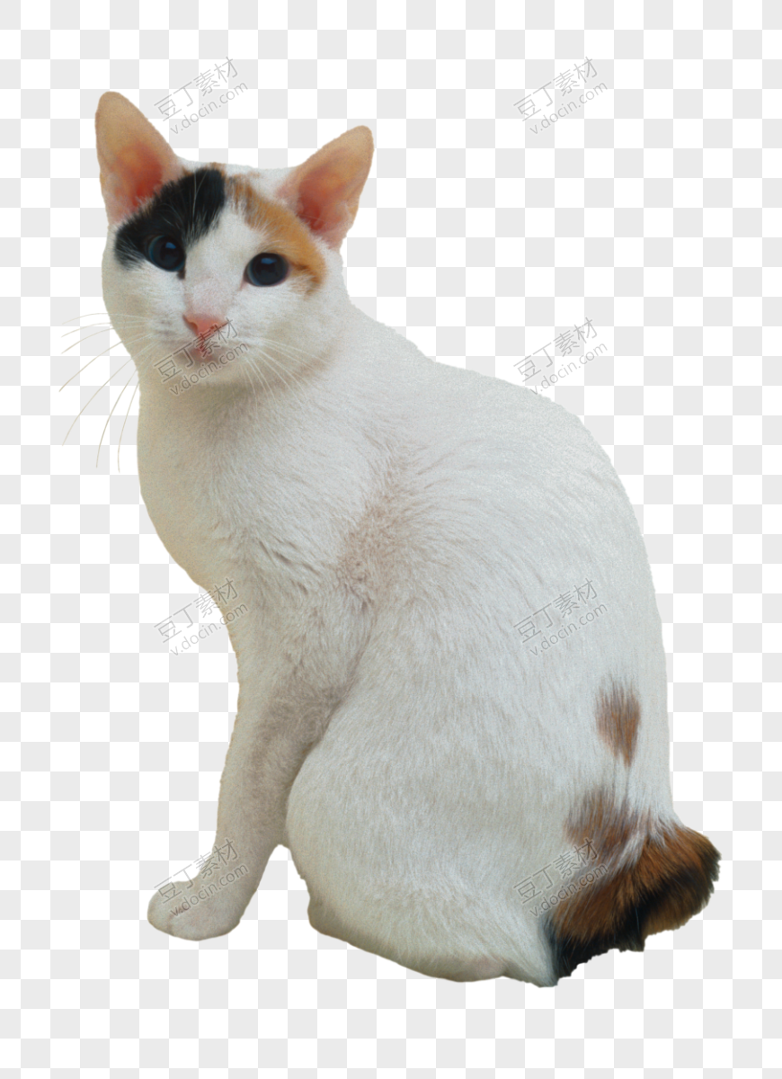 猫 PNG(137)