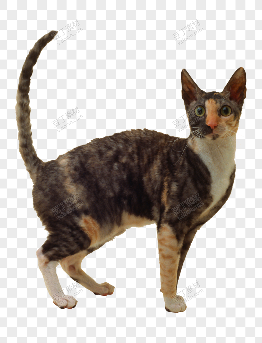 猫 PNG(151)