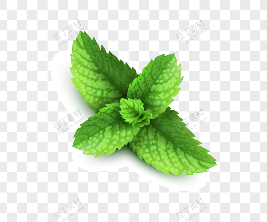 薄荷 (12)