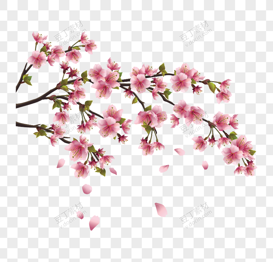 樱花 (11)