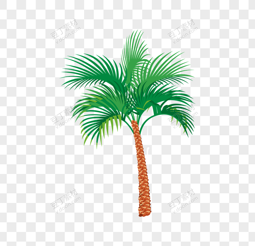 棕榈树(33)