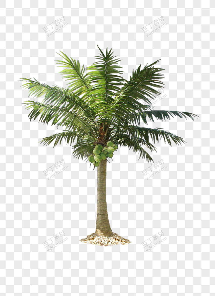 棕榈树(44)