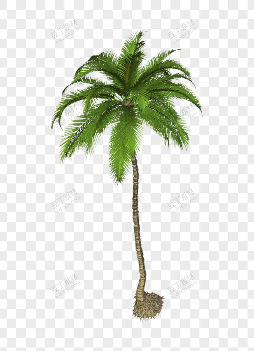棕榈树(48)