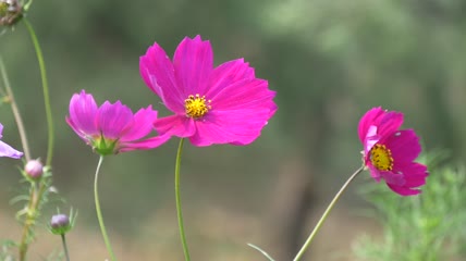 格桑花