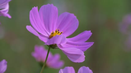 格桑花