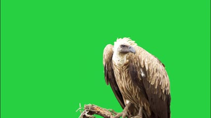 绿幕视频素材秃鹫