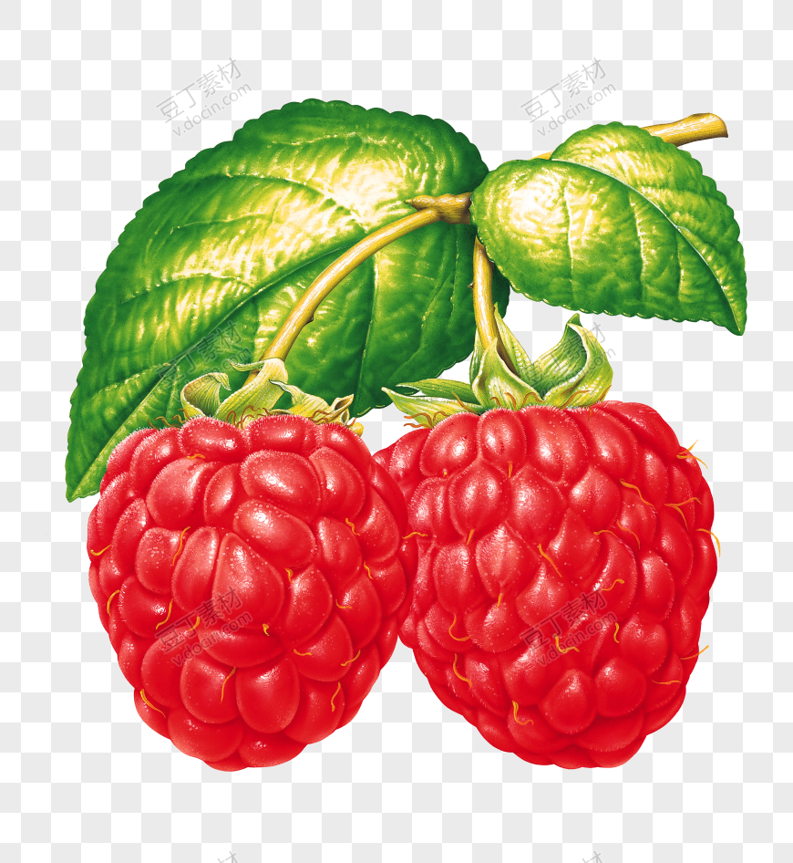 树莓、山莓、山抛子、 (20)