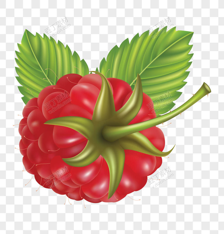 树莓、山莓、山抛子、 (24)