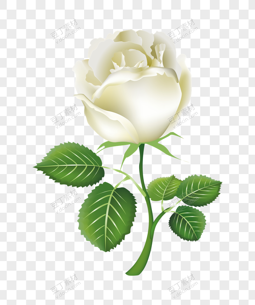 白玫瑰 (2)