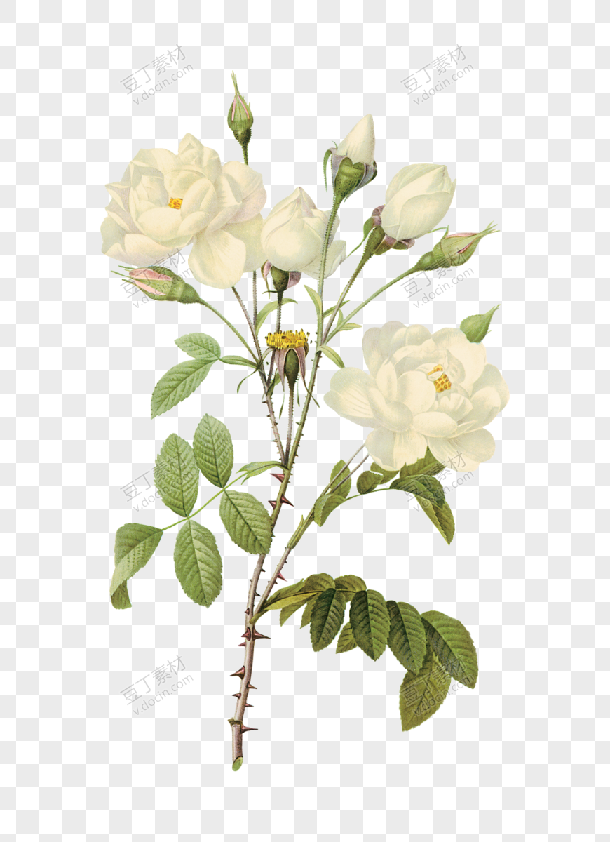 白玫瑰 (3)